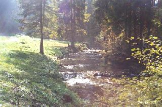 La Forêt l'automne