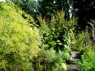 Jardin botanique au mois d'août à Berne