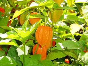 Jardin botanique au mois d'août à Berne