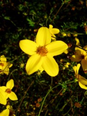 Magie et Beauté de la Nature